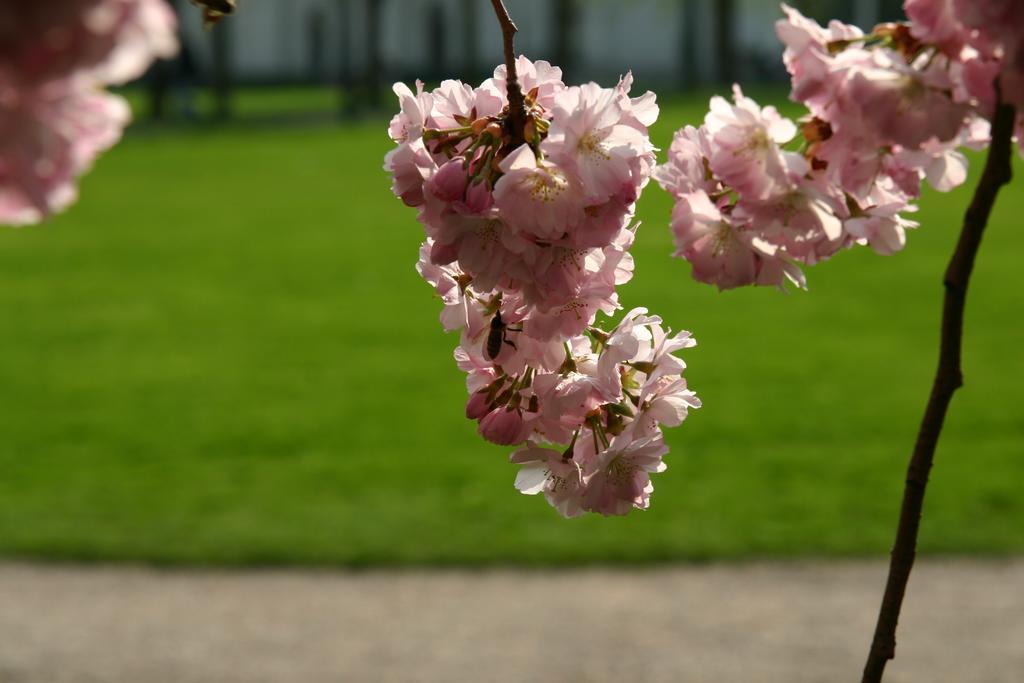 Apparthaus Pfeifer Baden-Baden Kültér fotó